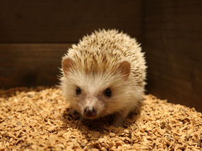 お願い🦔🦔🦔