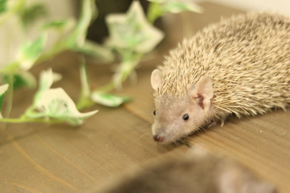 ヒメハリテンレック ヒメハリテンレック