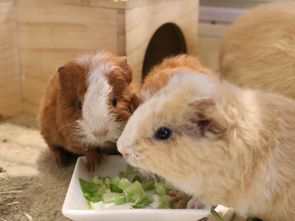 デディモルモットベビー予約受付開始します✨