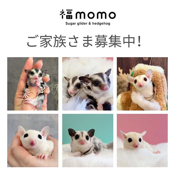 ニコモモ☺️活動低飛行⤵✈ さま専用。 7/1まで 7999円 BLOG | 福momo