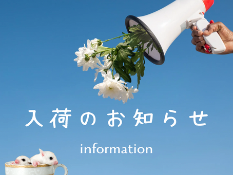 入荷&価格改定のお知らせ