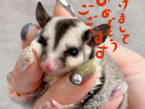 あけましておめでとうございます🎍✨
