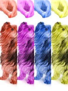 Education des Yorkshires terriers