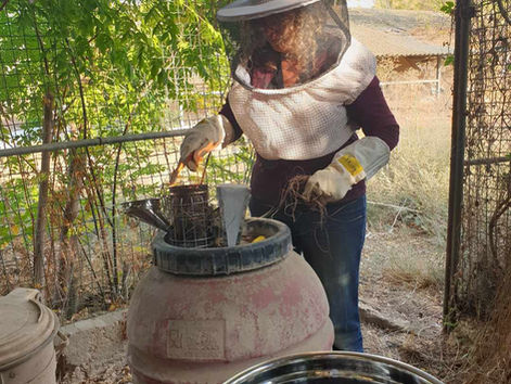 דבוראות ביודינמית בהדרכת ניצן שפילמן