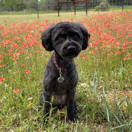 Black poodle mix sitting in a field of red flowes