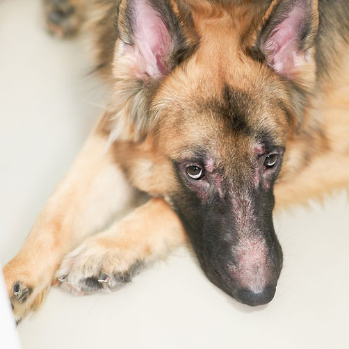 German shepherd lying down with alopecia on its nose