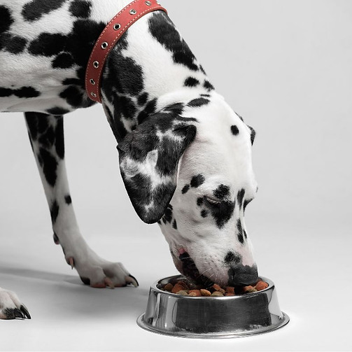Dalmation eating kibble