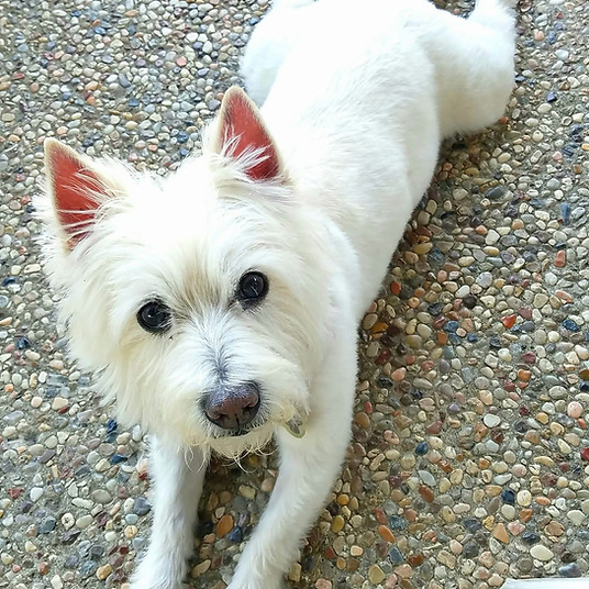 West Highland White Terrier lying on a patio looking at the camera.