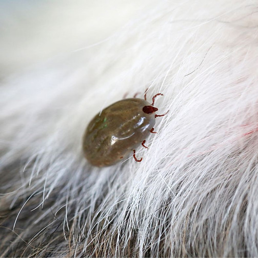 Tick on a pet's fur. 
