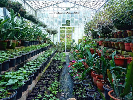 FREE THINGS TO DO IN MUSSOORIE-