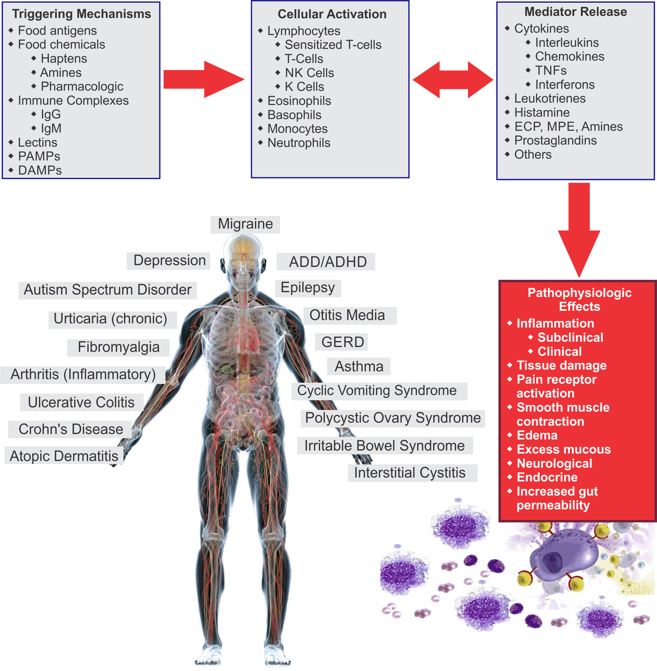 How-food-sensitivities-cause-inflammation
