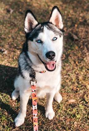Husky in training in Richmond Hill, GA