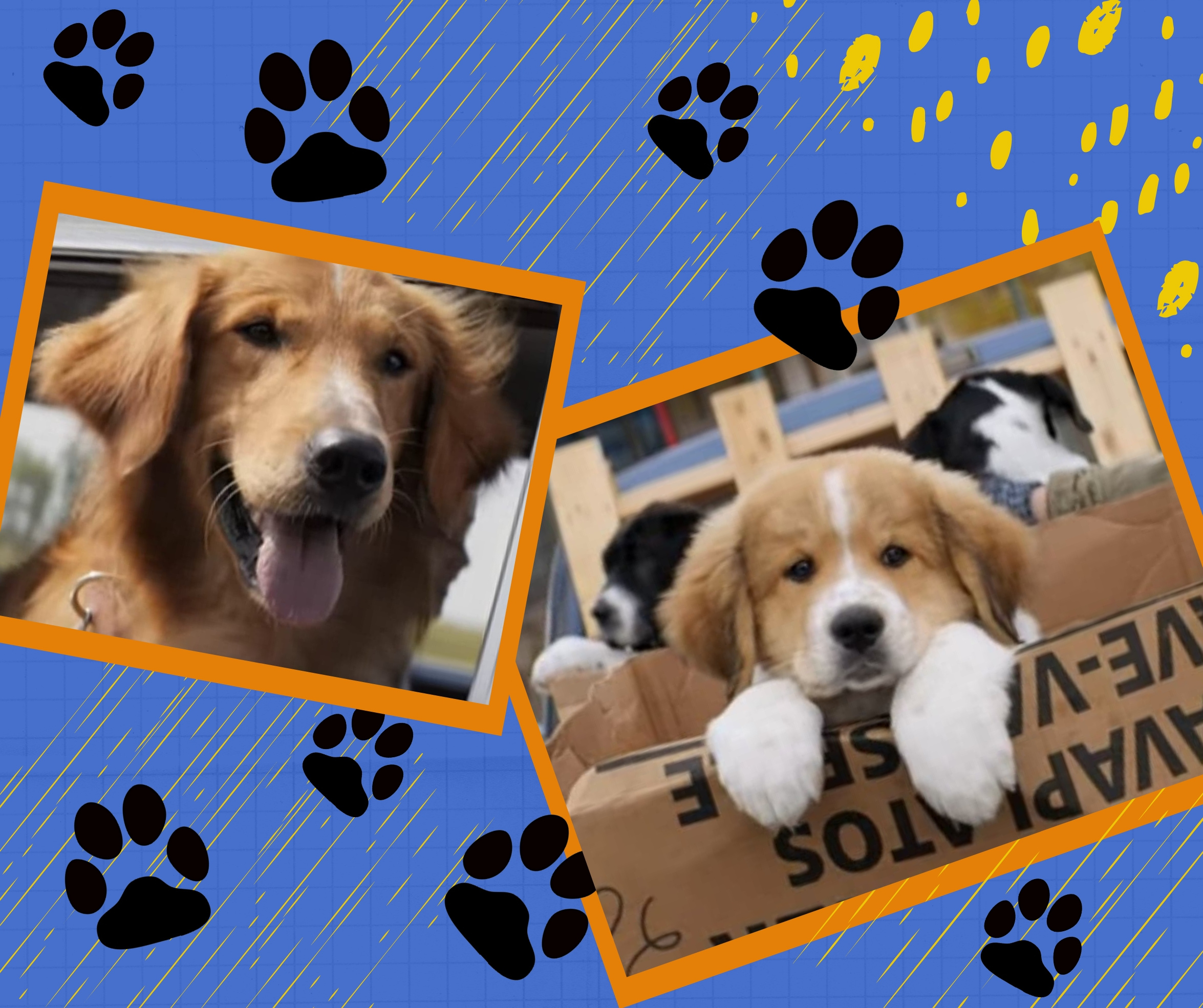 a dogs purpose movie review a dogs purpose movie review
