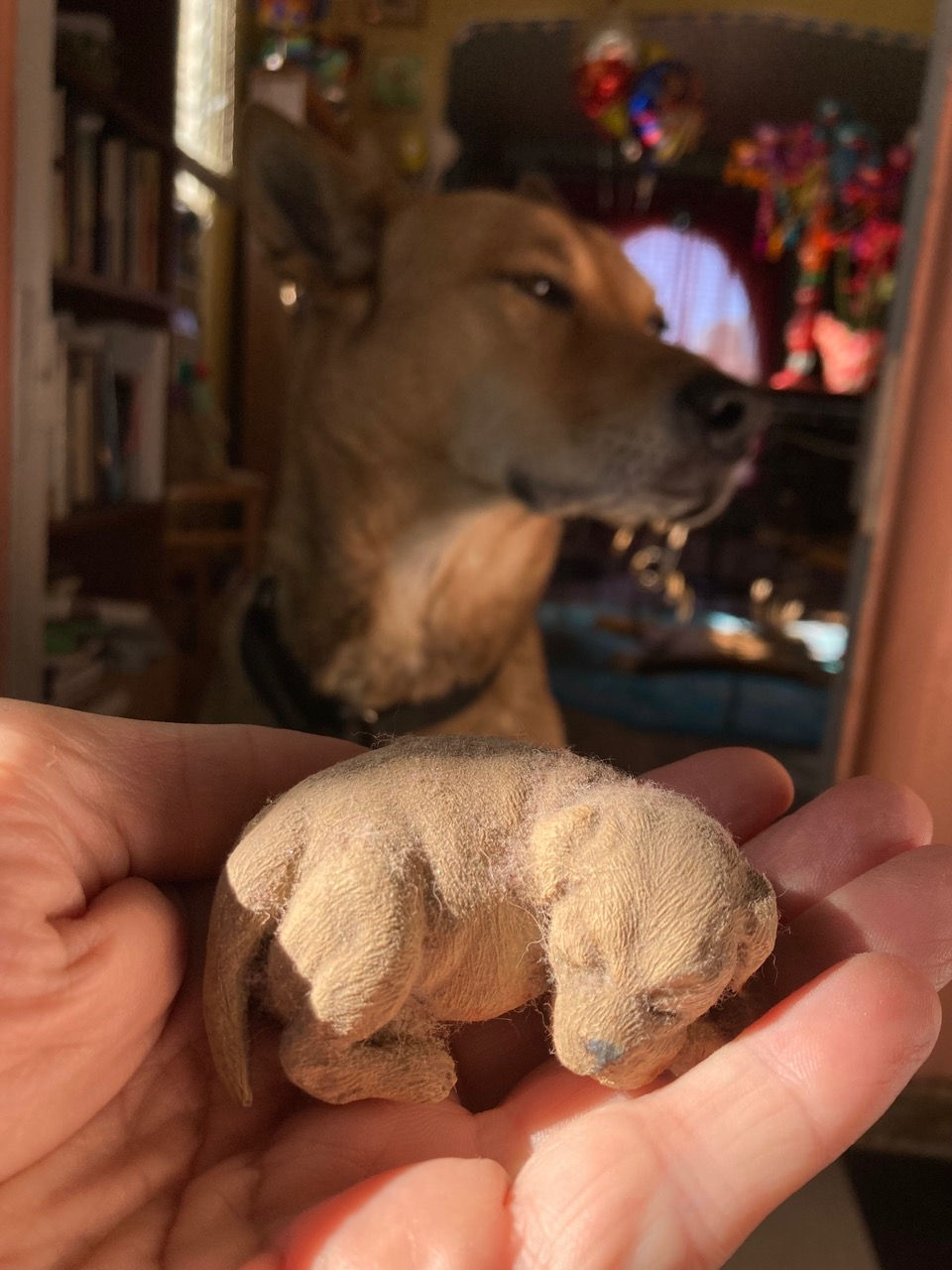 podpup, today