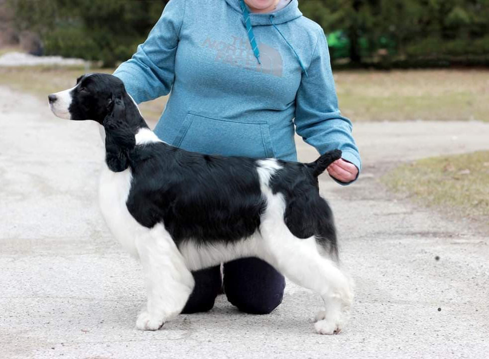 Springer Spaniel breeder ontario ocoee pawmarc