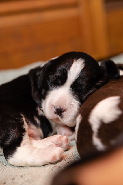 Top English Springer Spaniel Puppies