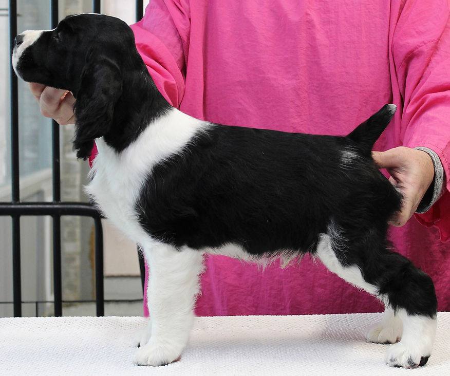 Top English Springer Spaniel Breeder Nanjay