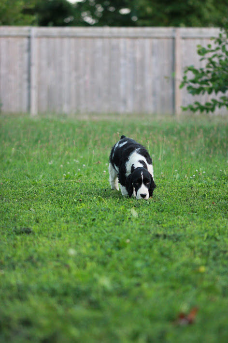 springer spaniel puppy smelling bird