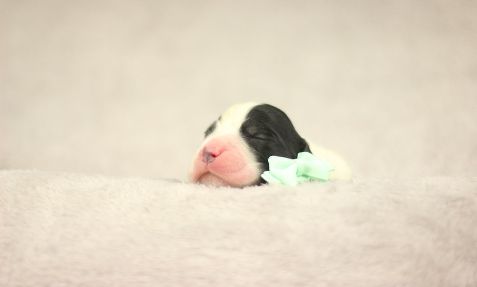 Baby English Springer Spaniel Breeder Ontario Canada Club Member