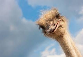 The Ostrich