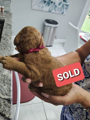 a puppy held by a human