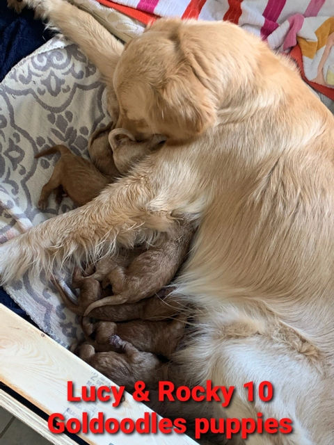 a golde retriever is feeding it's puppies