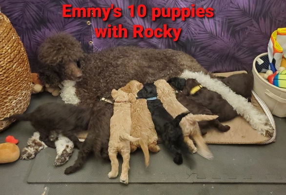 a poddle is feeding it's puppies