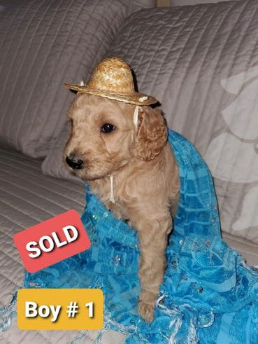 a poddle with a fun little hat and blue dress