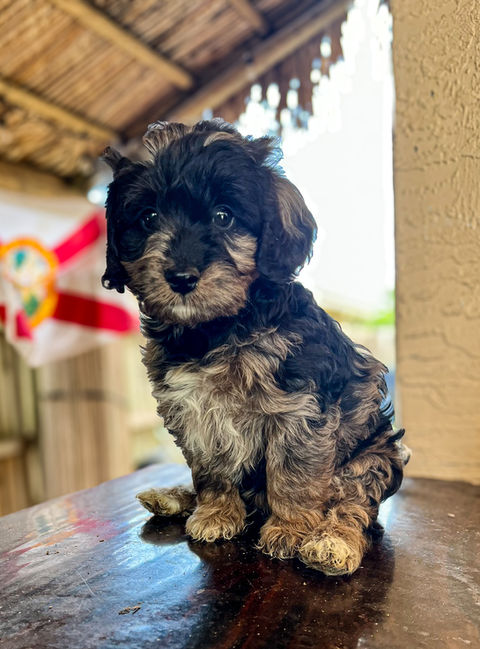 blue merle goldendoodle