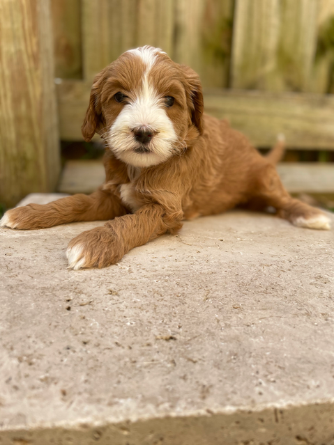 abstract red goldendoodle