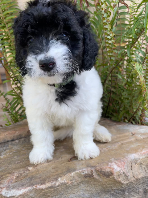 parti goldendoodle