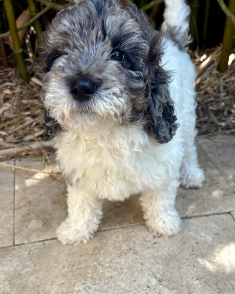 parti merle goldendoodle