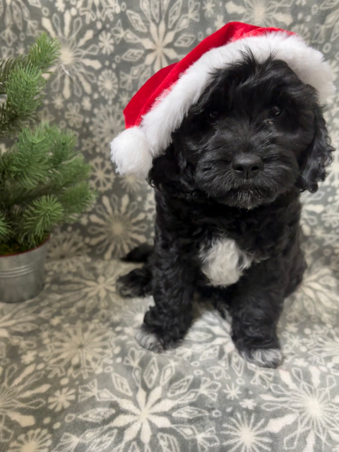 black abstract goldendoodle
