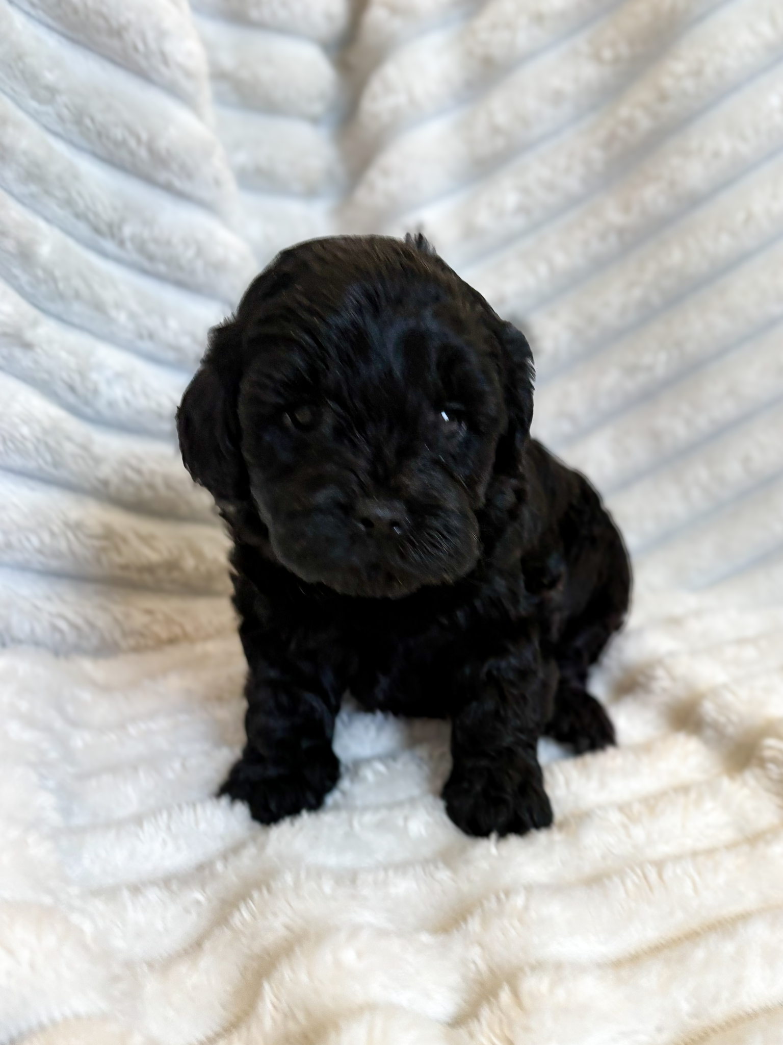 Ozzie