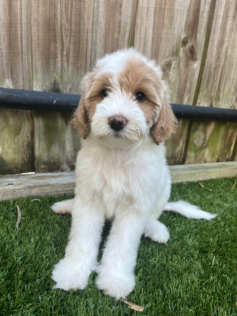parti goldendoodle
