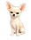Gas Gas, chihuahua del team Funny Giants