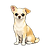 Alaska, chihuahua del team Funny Giants