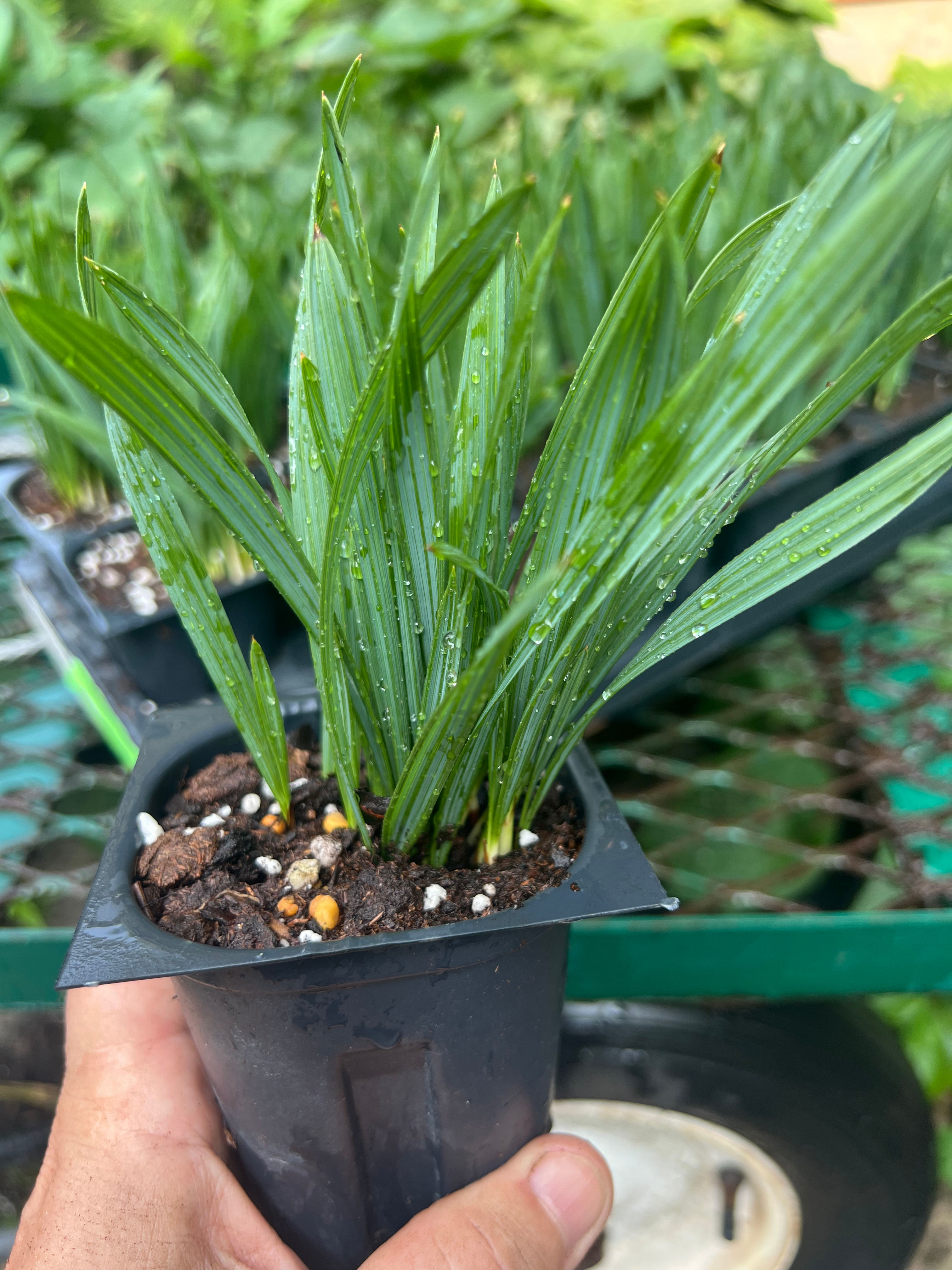 Sabal Minor Seedlings BARE ROOT or in a POT w/ SOIL