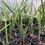 Thumbnail: Pindo Palm 3yr