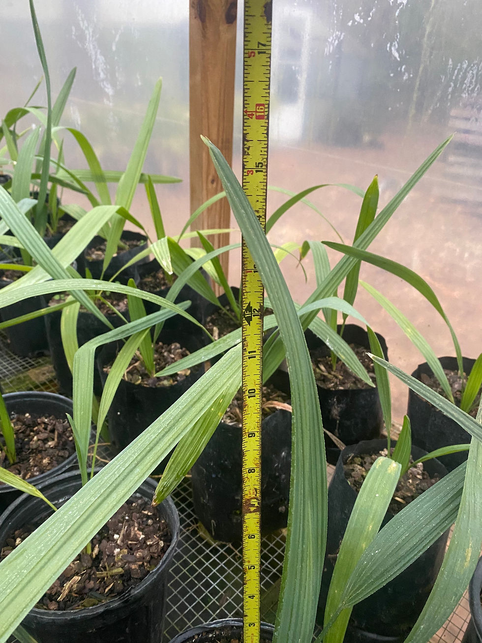 Thumbnail: Sabal Mexicana 12”-14”
