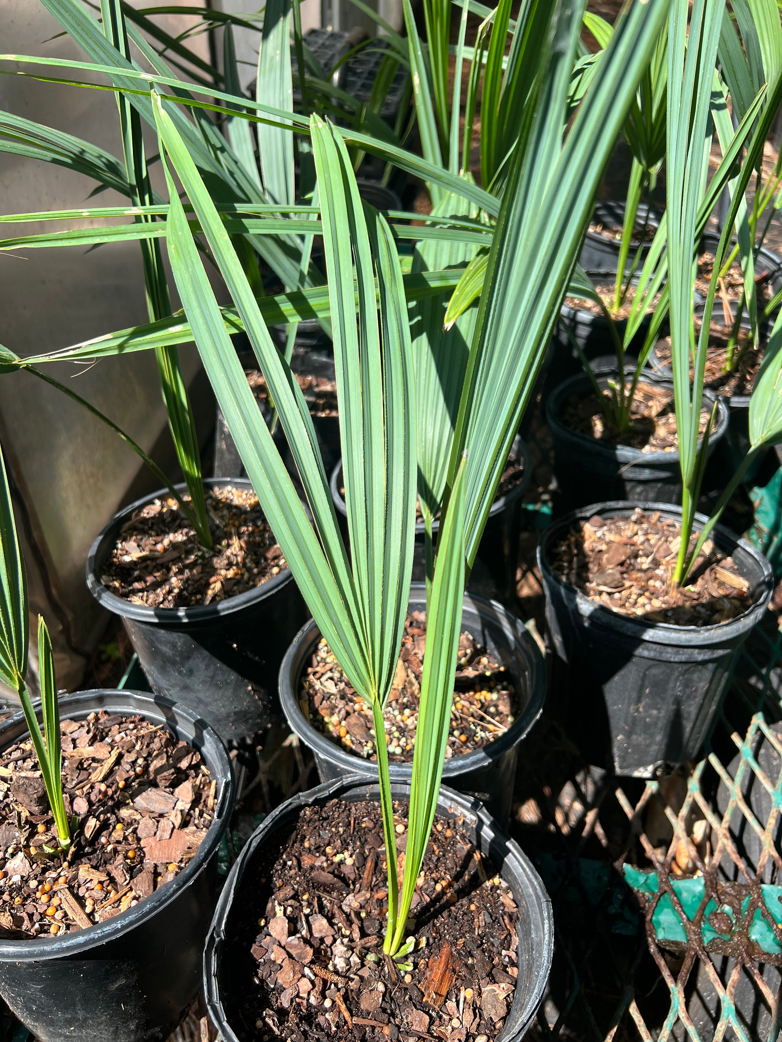 Sabal Mexicana 18”-20”