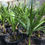 Thumbnail: Windmill Palm 12”-15”