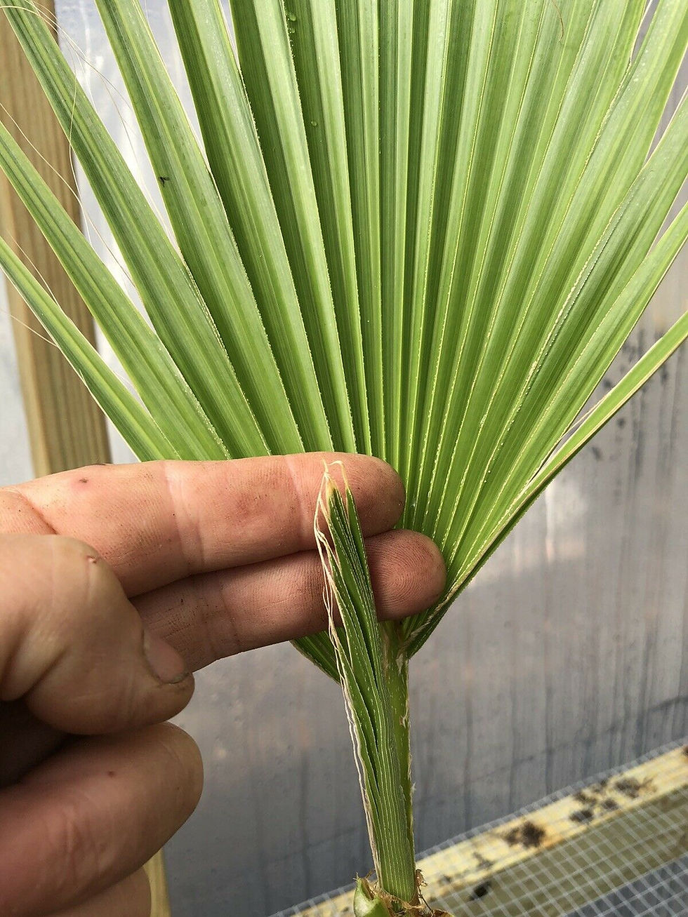 Thumbnail: Mexican Fan Palm 20”-24” Washingtonia Robusta