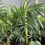 Thumbnail: Sago Palm 3yr