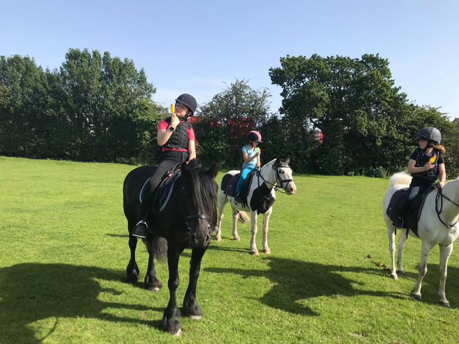 Ponies Available for loan