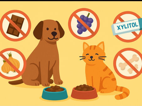 Toxic Foods for Dogs & Cats: 15 Dangerous Items You Should Never Feed Your Pet