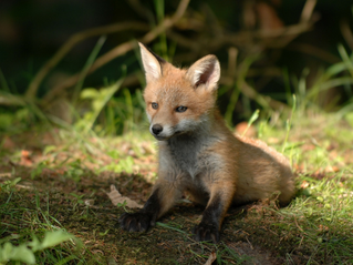 Ræve flytter hjemmefra lige nu - hold øje med din have