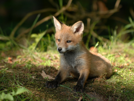 Ræve flytter hjemmefra lige nu - hold øje med din have