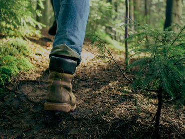 Rooted and Growing: Living Daily in Christ                    (Bible Study)