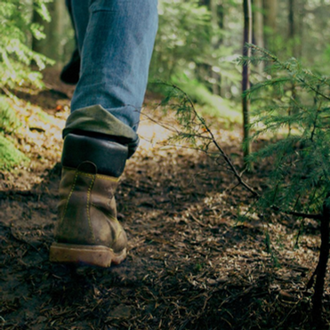 Rooted and Growing: Living Daily in Christ                    (Bible Study)